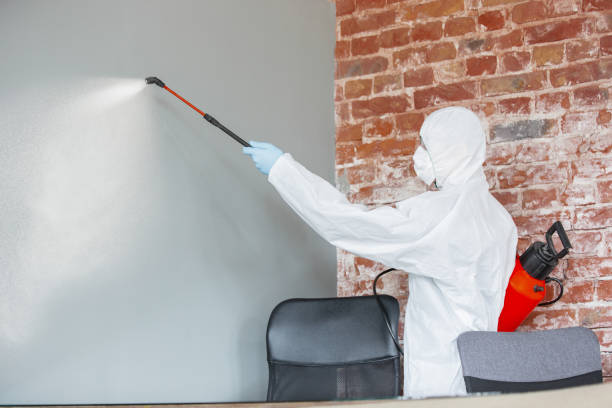 Best Basement Mold Removal  in Eveleth, MN