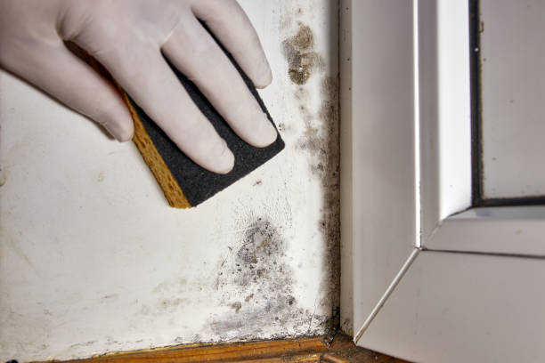 Best Mold Prevention Services  in Eveleth, MN